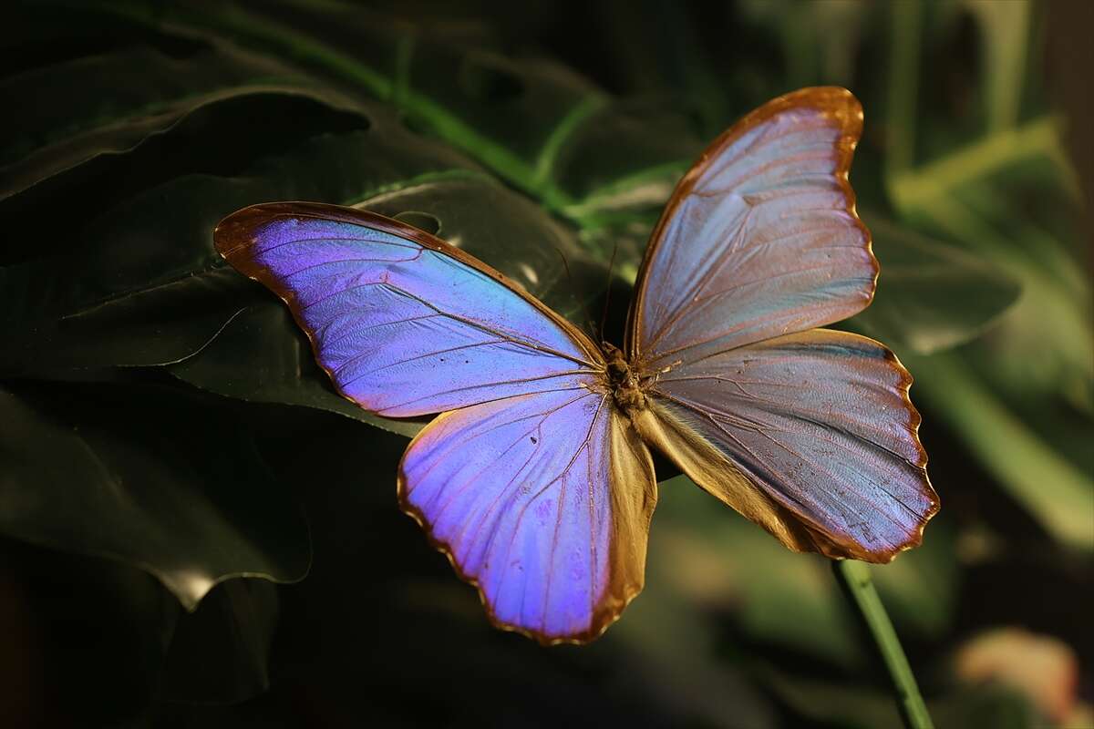 Şebi Arus için gelenler Konya’nın ünlü mekanında huzur bulacak 1